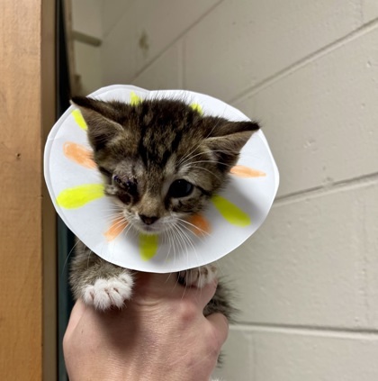 Simba