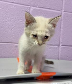 58691206, Baby Female Siamese