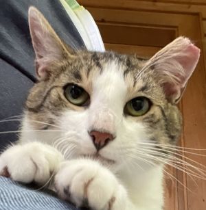 Meet Tyler a young energetic boy with a heart full of love This sweet cuddly and playful cat wa