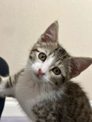 SUKI, Baby Female Tabby