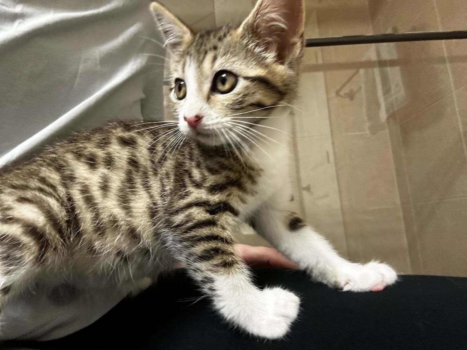 SUKI