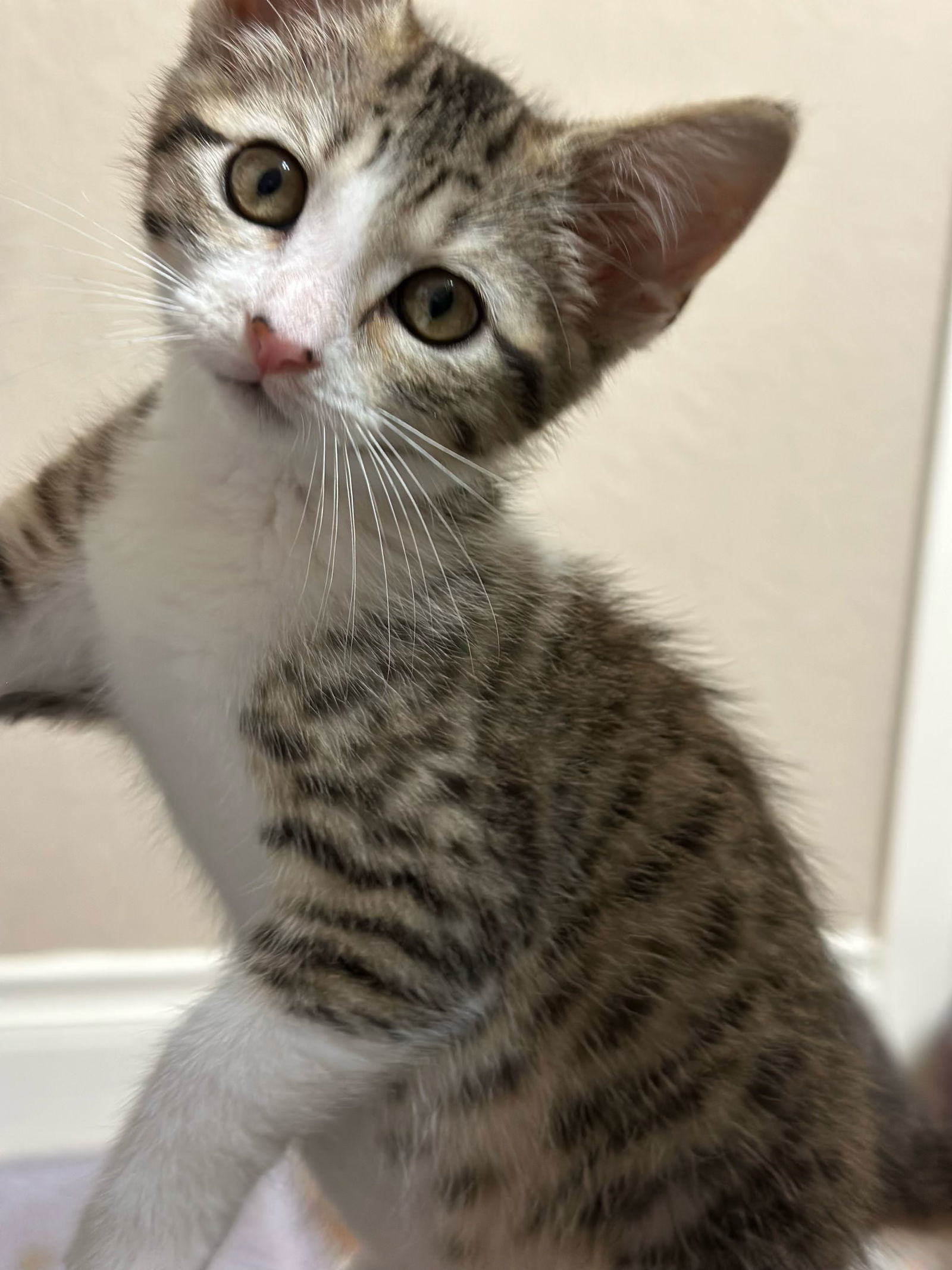 SUKI