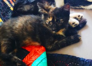 Winnie, Baby Female Domestic Short Hair