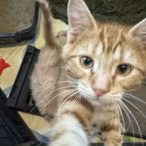 Freddy, Baby Male Domestic Short Hair