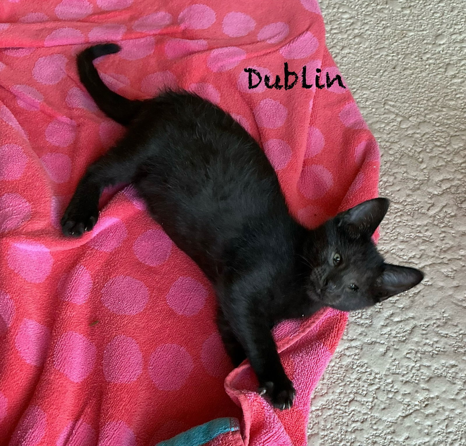 Dublin