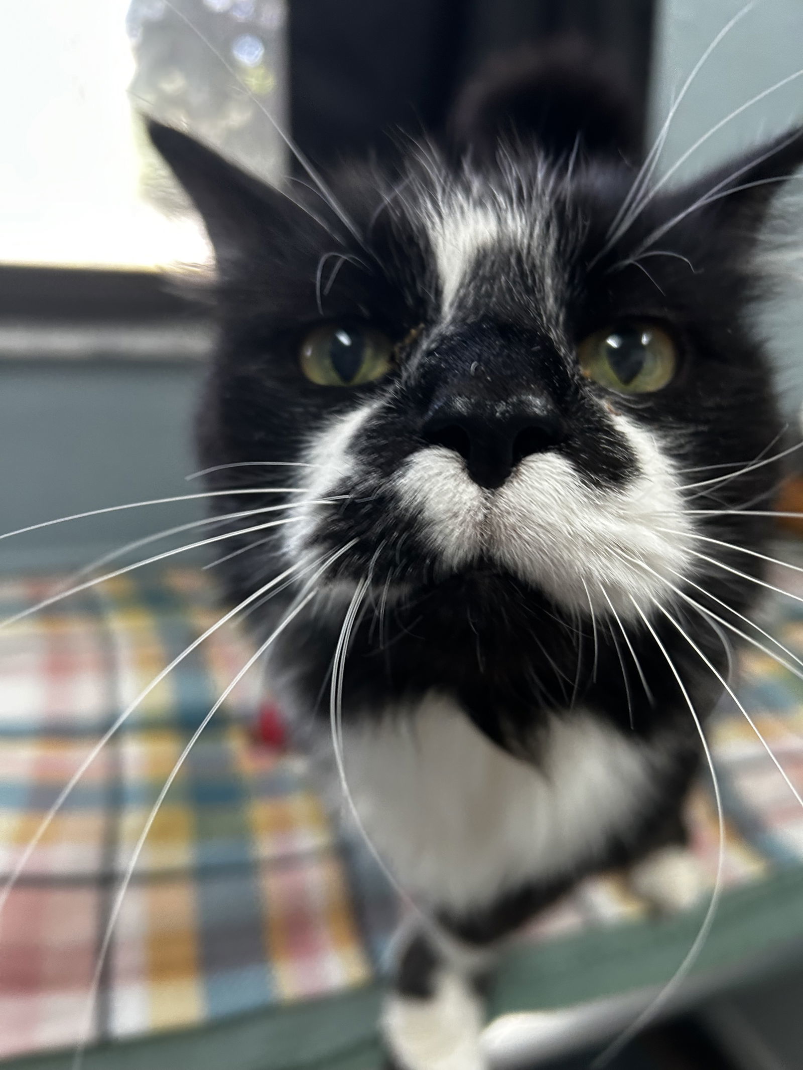 Luca