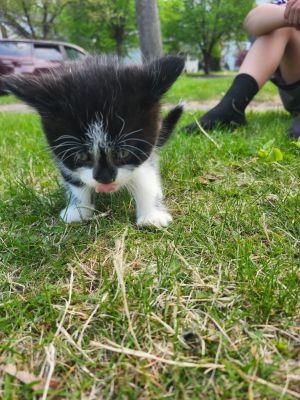 Templeton, Baby Male Domestic Short Hair