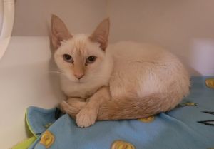 San, Adult Female Domestic Short Hair