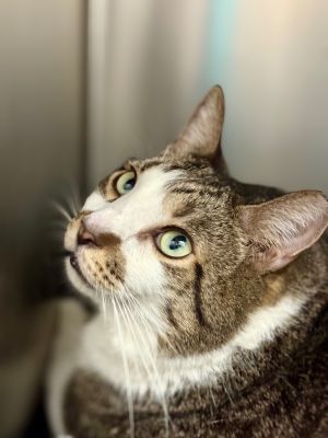 Stinker, Adult Male Domestic Short Hair