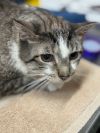 Peanut photo 2