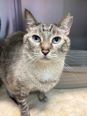 Jojo, Adult Female unknown