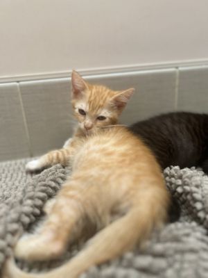 Primary Color Orange Tabby Secondary Color White Weight 198lbs Age 0yrs 0mths 8wks Animal has b