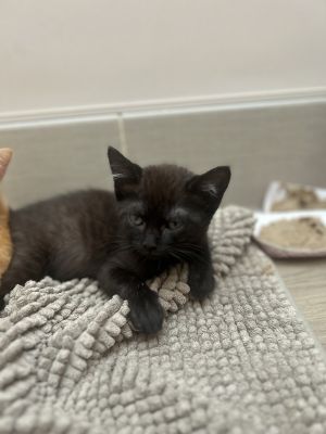 Primary Color Black Weight 209lbs Age 0yrs 0mths 8wks Animal has been Neutered