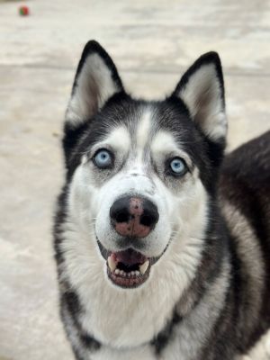 Meet Noble a 6-year-old Husky with striking blue eyes and a heart full of love Known for his adven