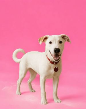 Marshmallow, Young Female Labrador Retriever
