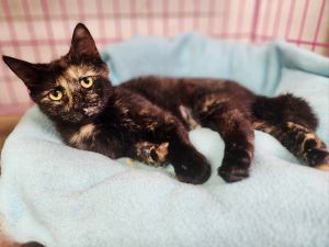Dani, Adult Female Domestic Short Hair