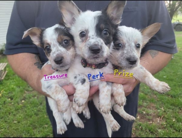 Pet Image