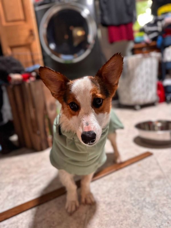 Pet Image