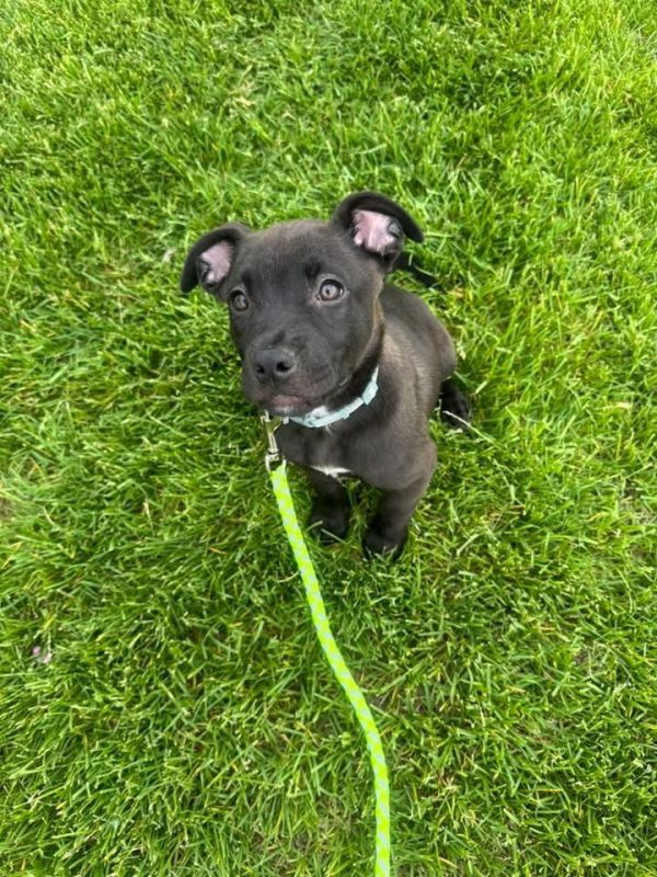 Pet Image