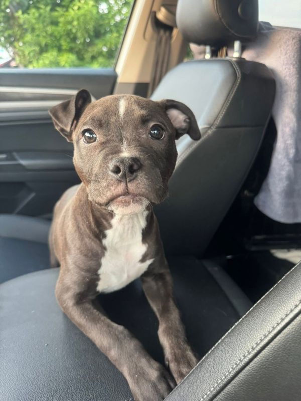 Pet Image