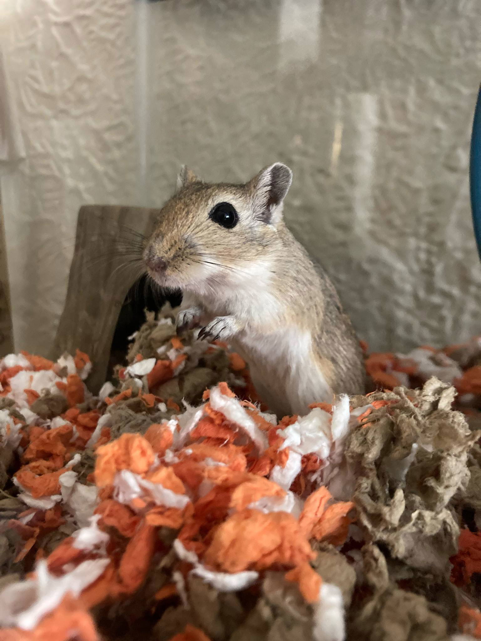 Peanut