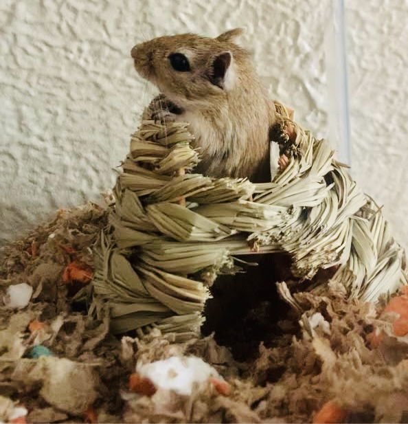 Peanut