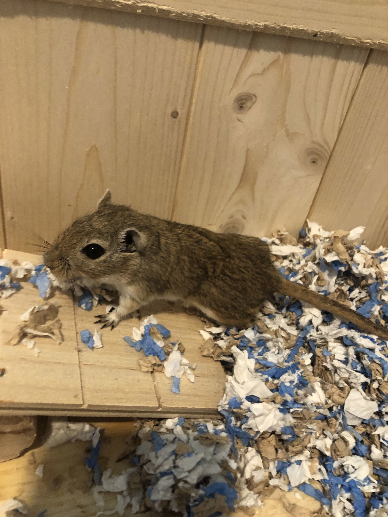 Almond