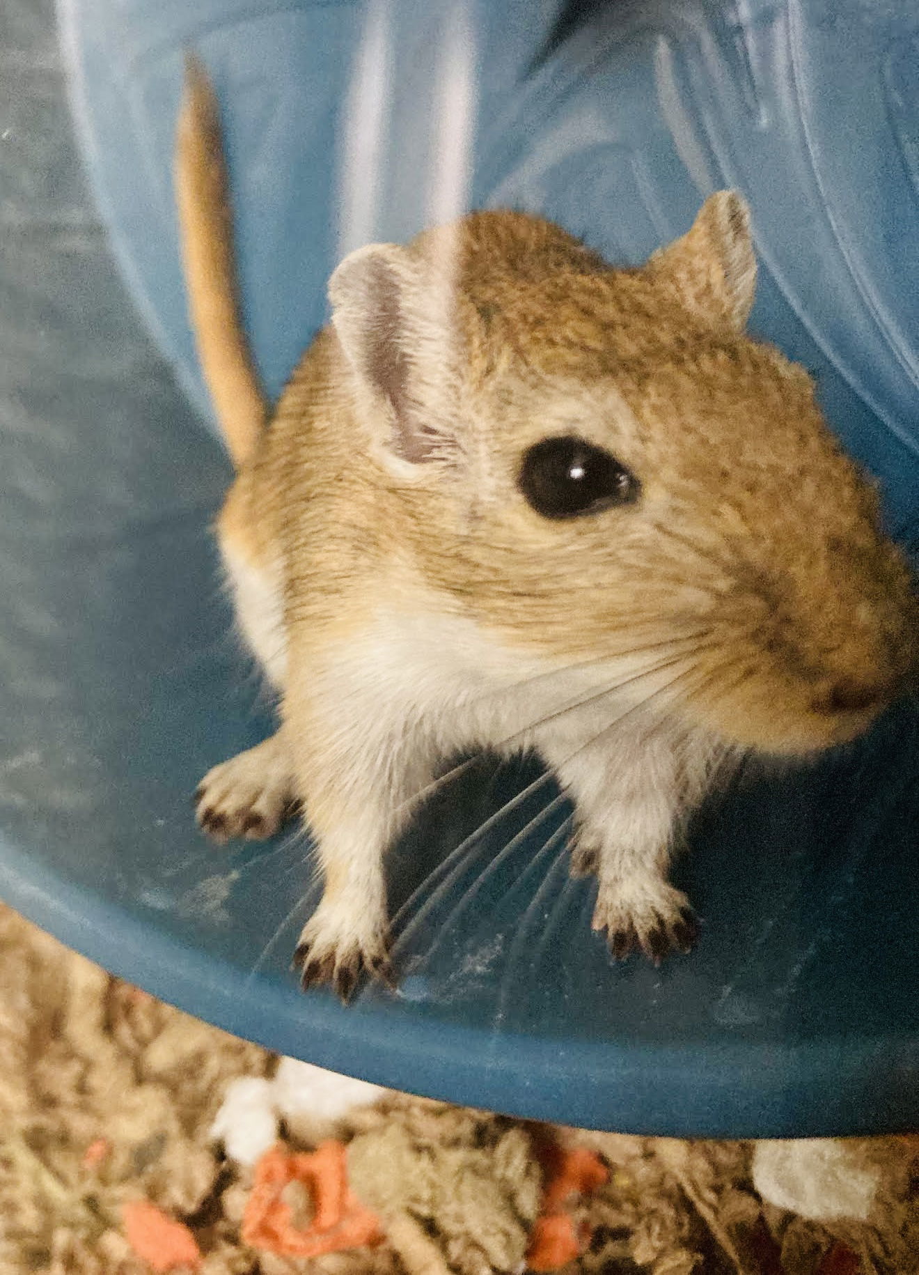 Pecan
