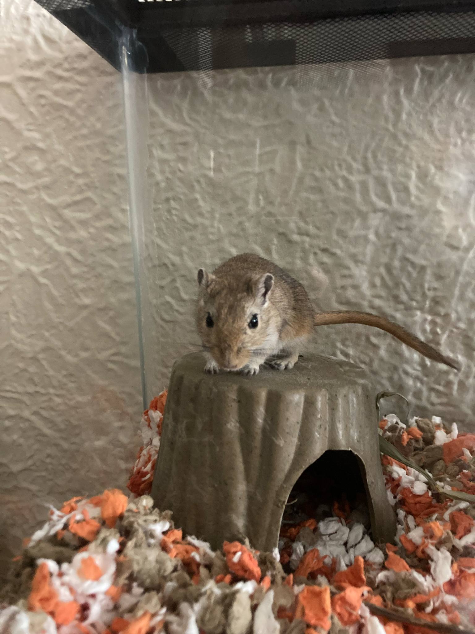 Pecan