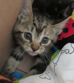 Jalapeno, Baby Female Domestic Short Hair