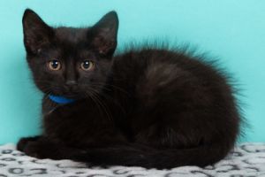 Lamborghini, Baby Male Domestic Short Hair