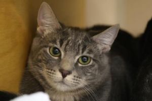 What my friends at Seattle Humane say about me Im a low maintenance lady who loves to just relax I