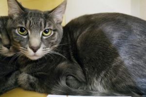 What my friends at Seattle Humane say about me Im a low maintenance guy who loves hanging out in a