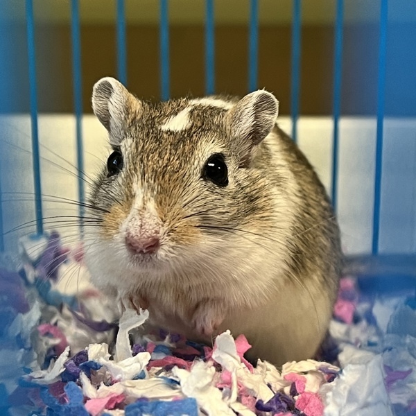 Hammy