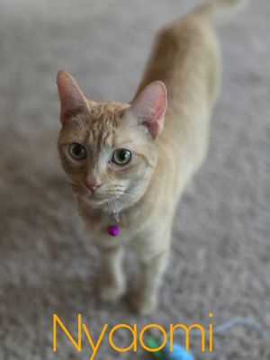 This sweet mama has had a couple of litters but has been spayed so she wont ever have to deal