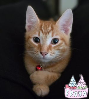Fro Yo is a playful kitty with his siblings but can be a bit shy with people He must have