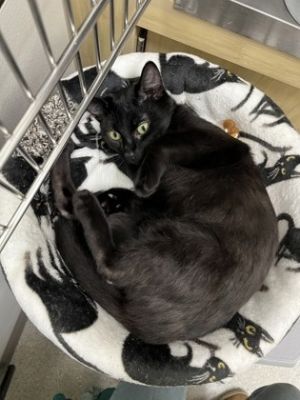 Fortune, Young Female Domestic Short Hair