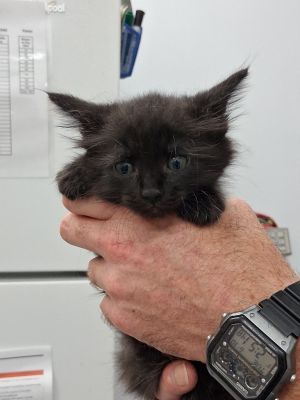 Vera, Baby Female Domestic Short Hair