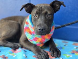 Marlowe (Denise &amp; Marlowe), Baby Female Labrador Retriever