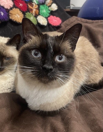 Mittens