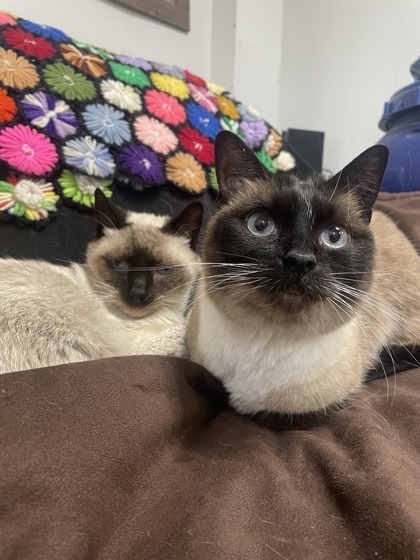 Mittens