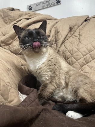 Mittens, an adoptable Snowshoe, Siamese in West Allis, WI, 53214 | Photo Image 3