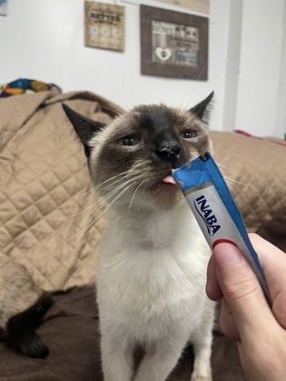 Bandit