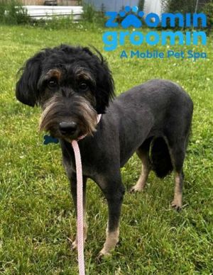Quinn, Baby Female Standard Poodle