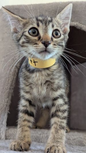 Bennett, Baby Male Domestic Short Hair