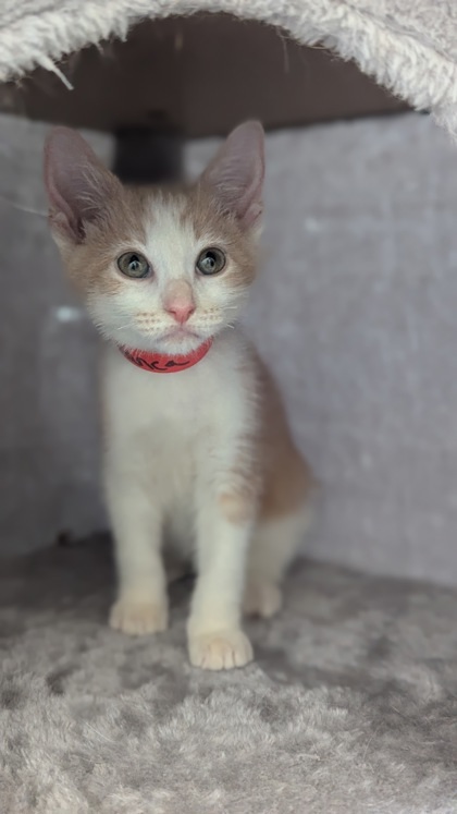 Bianca