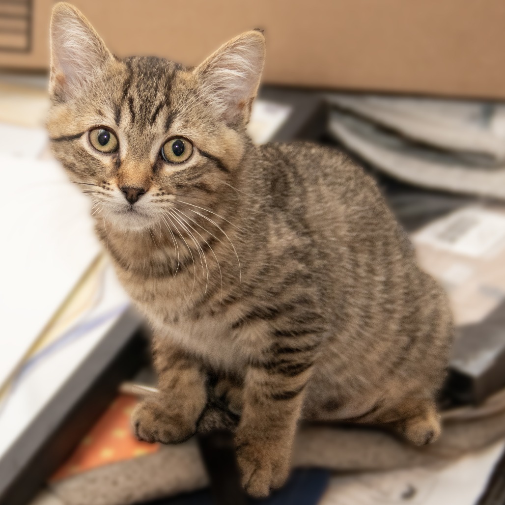 Ophelia, an adoptable Domestic Short Hair in Wichita, KS, 67208 | Photo Image 1
