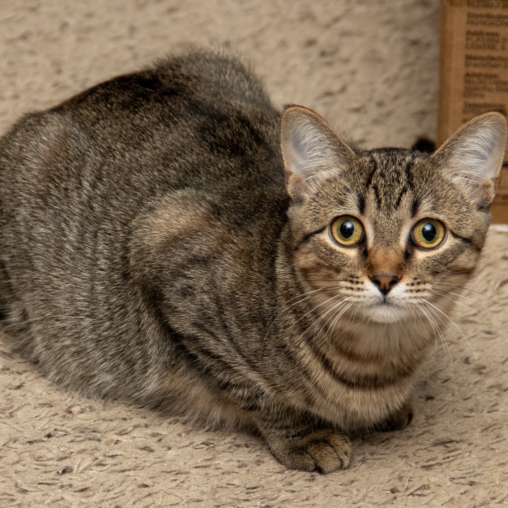 Ophelia, an adoptable Domestic Short Hair in Wichita, KS, 67208 | Photo Image 1