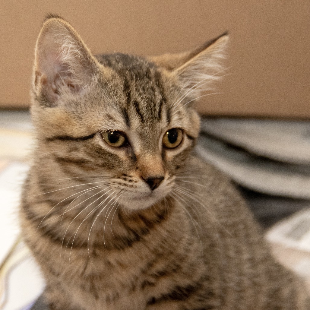 Ophelia, an adoptable Domestic Short Hair in Wichita, KS, 67208 | Photo Image 2