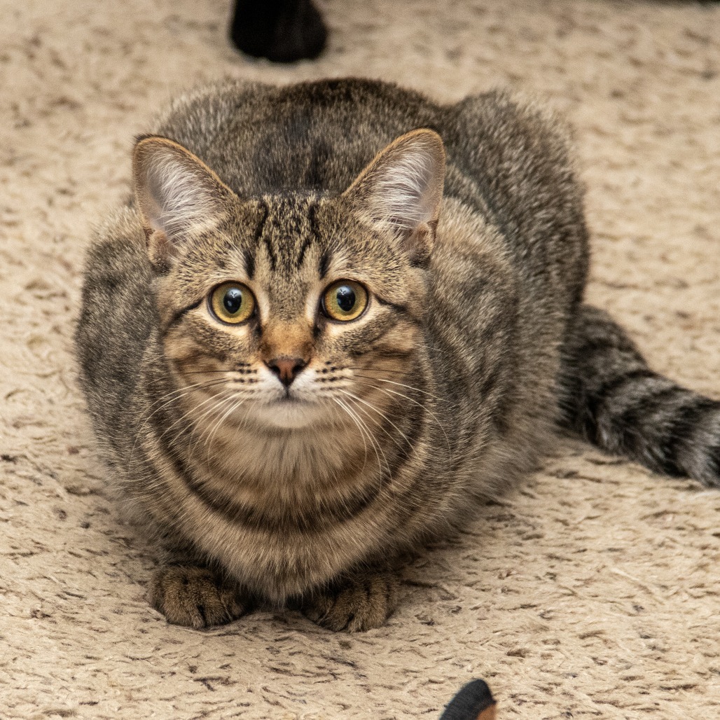 Ophelia, an adoptable Domestic Short Hair in Wichita, KS, 67208 | Photo Image 2